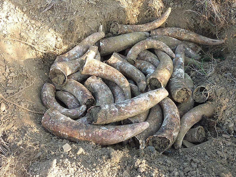 cornes de purin de vaches pour la biodynamie