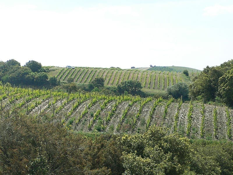parcelles de vignes en altitude sur les coteaux de l'aop faugères