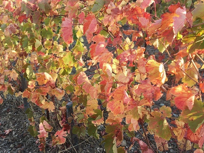 feuillage de vignes en automne
