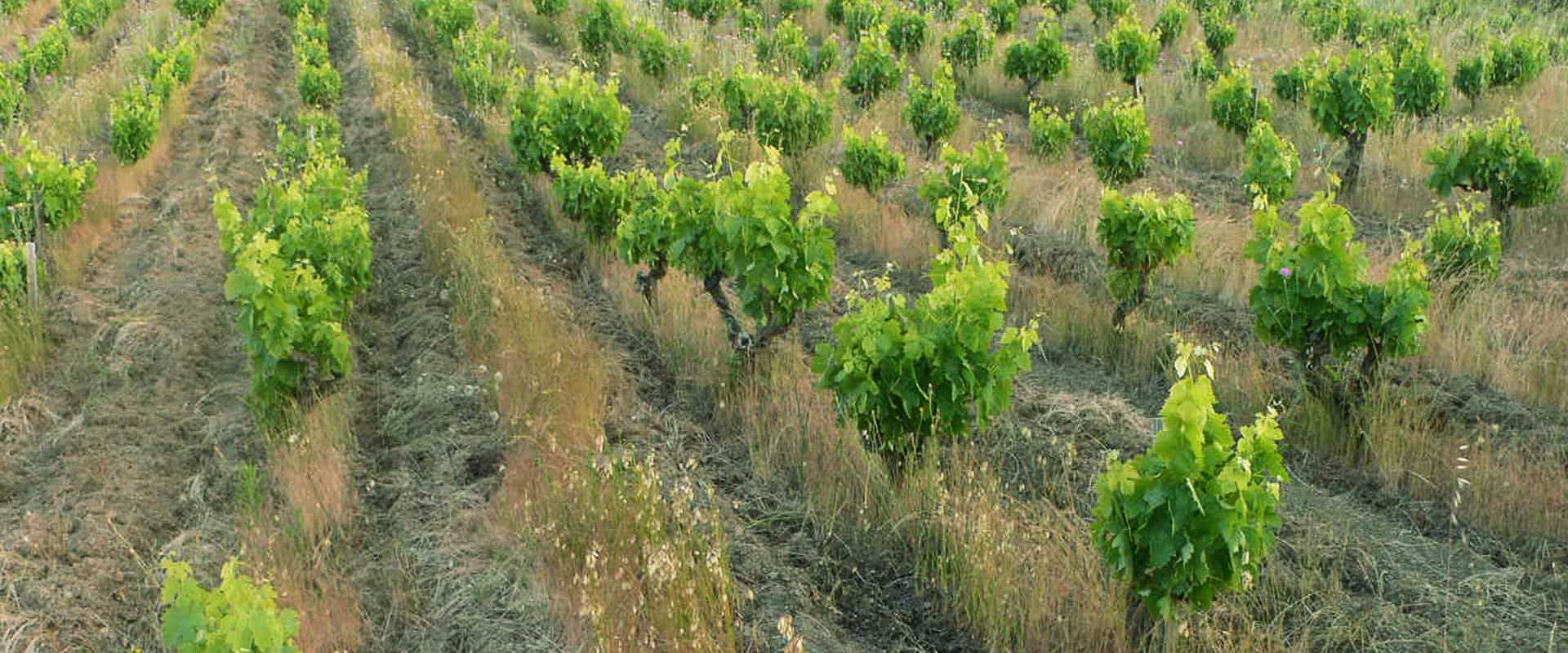 vineyard in biodynamics aop faugere